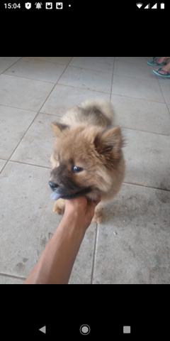Cachorro