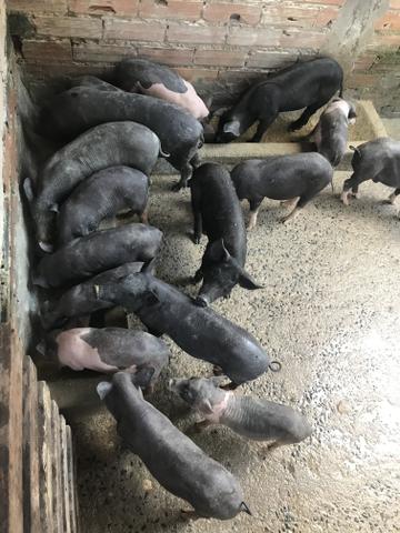 Vendo 10 leitões, preço a combinar