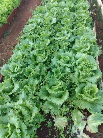 Delivery de verduras e legumes e frutas - Foto 2