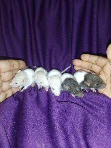Filhotes de ratos de laboratório