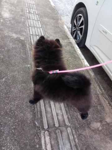 Chow chow - Foto 2