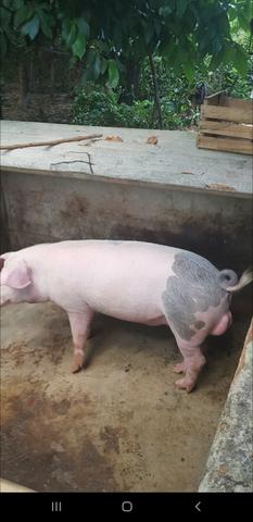 Vendo este porco inteiro