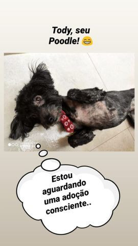 Doação de Poodle preto