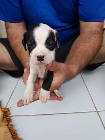 Vendo filhote de Pitbull - Foto 3