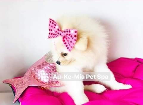 Beleza pura ! Spitz alemão anã