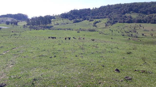 chácara em Taquara com 18,5 hectares com fácil acesso - Foto 4