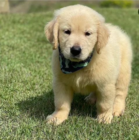 golden muito fofinho a pronta entrega, um pet de família - Cachorros e  acessórios - Pinheiros, São Paulo 1097949230