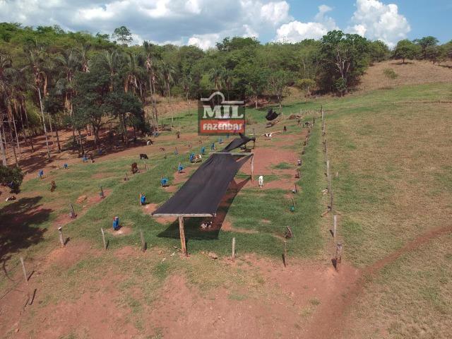Fazenda 24 Alqueires ( 116.16 hectares )- Santa Cruz \ Cristianópolis-GO - Foto 8