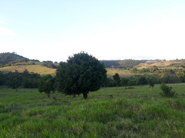 Aluguel de pasto - Foto 3