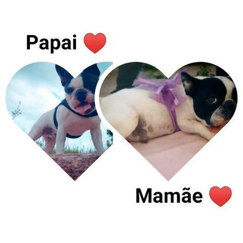Filhote Macho de Bulldog Francês com 90 dias <3 Itapema SC - Foto 2