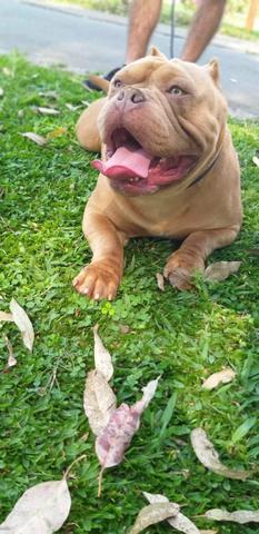 American Bully padreador a venda - Foto 3
