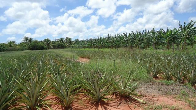 Vendo Fazenda com 250 ha, no Município de Touros - Foto 9