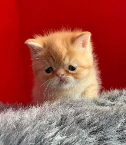 Gato persa lindo
