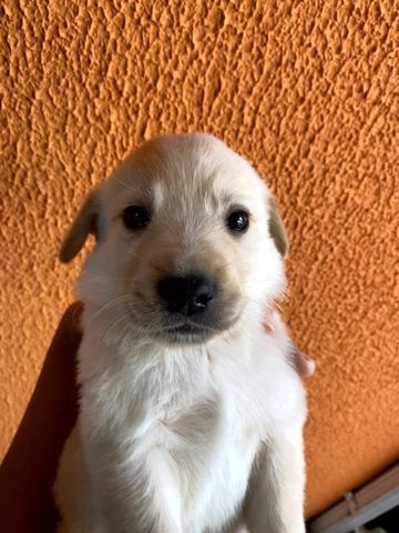 Vendo Filhotes de Labrador Entrego em Florianópolis e São José - Foto 3