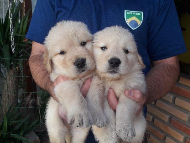 Vendo lindos filhotes de golden retriever vermifugados e com garantia de saúde - Foto 4
