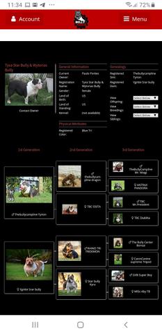 American bully - Foto 3