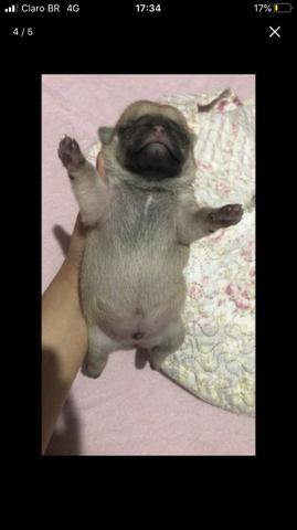 Filhotes de pug