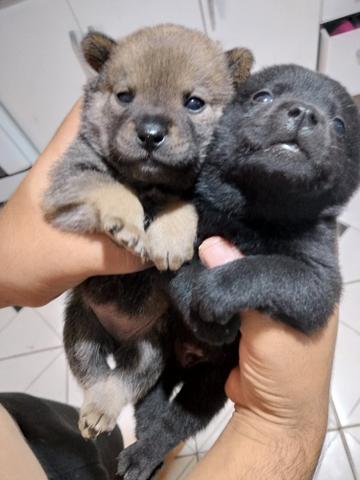 Filhote Chow Chow com labrador - Foto 5