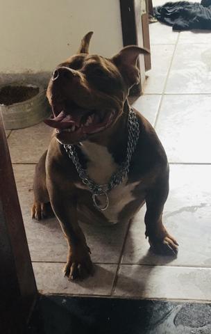 American Bully - Foto 4