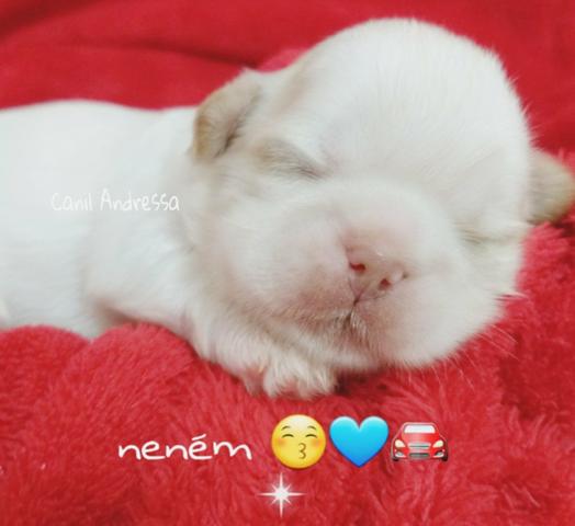 Canil Andressa Filhotes de shih tzu - Foto 3
