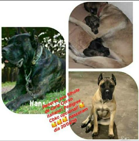 Cane Corso italiano pedigree Cbkc - Foto 4