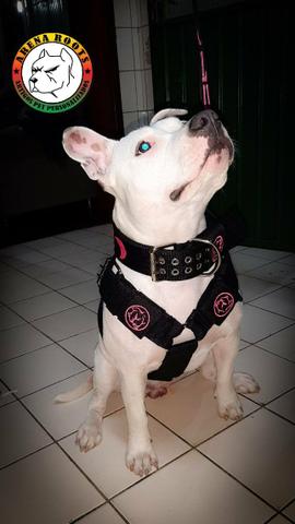 Kit personalizado para seu dog - Foto 3