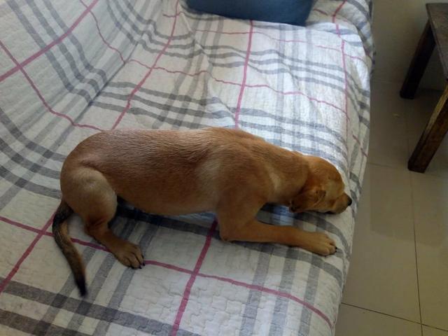 Cachorro para adoção femea - Foto 4