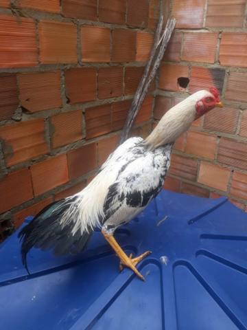 Galo - Foto 3
