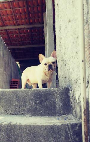 Bulldog francês para cobertura - Foto 2