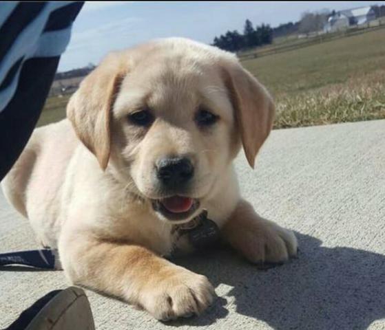 Labrador retriever retroceder a melhor companhia dessa quarentena venha