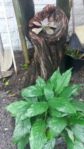 Arte em tocos, para plantas - Foto 3