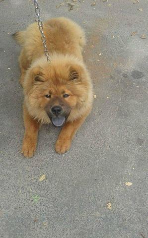 Chow chow - Foto 5
