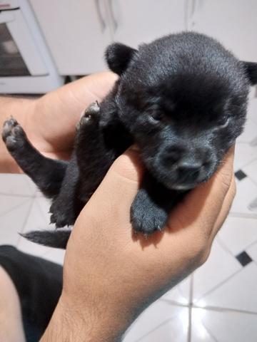 Filhote Chow Chow com labrador - Foto 3