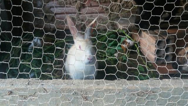 Coelhos