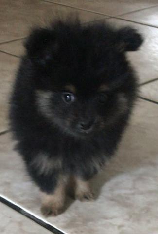 Seu melhor amigo está aqui - Foto 4