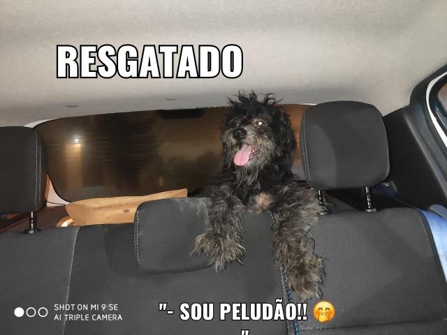 Doação de Poodle preto - Foto 5