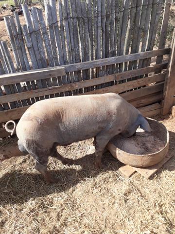 Vendo porco Macal casca de burro, cachaço