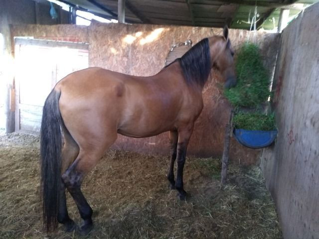 Animal - Foto 3