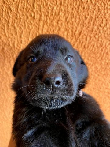 Vendo Filhotes de Labrador Entrego em Florianópolis e São José - Foto 4