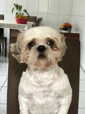 Procuro namorada - Shih Tzu - Foto 3