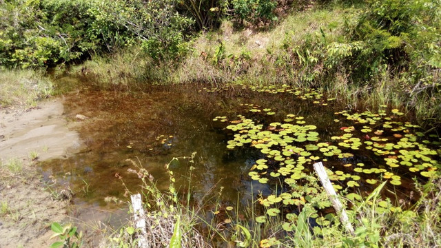  R$250.000 Terra em Marapanim-Pará com 70 hectares documentada - Foto 3