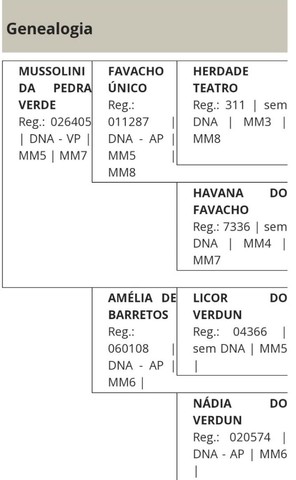 Cavalo MM Registrado no Definitivo 