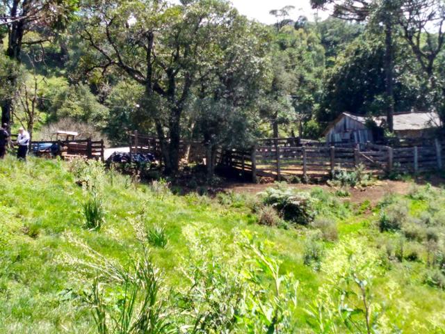 Fazenda de 123 Alqueires .40 Alq de Pasto . Guará ( Guarapuava PR ) - Foto 14