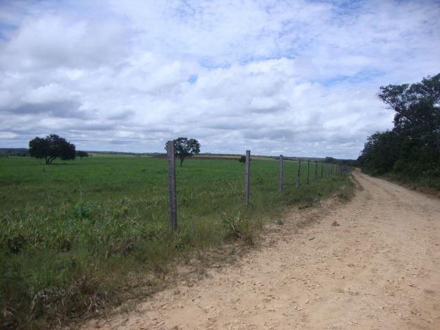 Fazenda em Pedro Afonso - 270 km Distante de Palmas - Foto 13