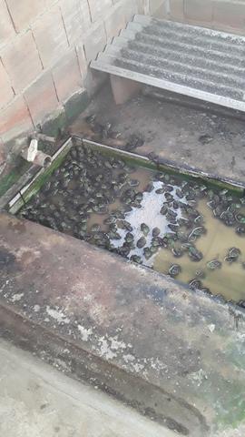 Rã para pesca e pra abate - Foto 5