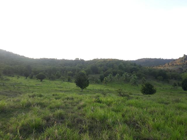Aluguel de pasto - Foto 4