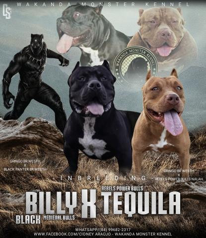Filhotes de Pit Monster c/ Pedigree IBC - Foto 3