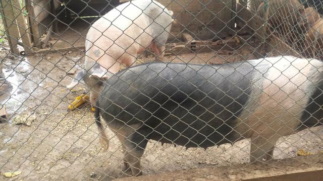 Leitão e porco pro Natal R$ 8,00 - Foto 4