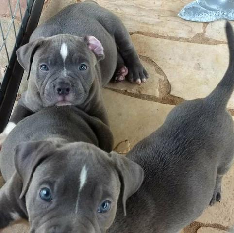 American Bully BLUE - Foto 3