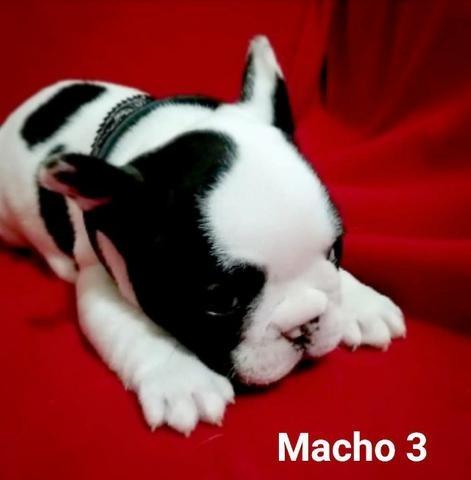 Filhote Macho de Bulldog Francês com 90 dias <3 Itapema SC